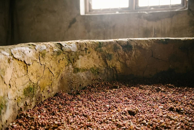 A traditional yellow-mud fermentation pit sealed with red grain