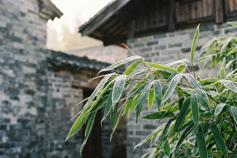 Vibrant green bamboo leaves lightly coated with early morning frost